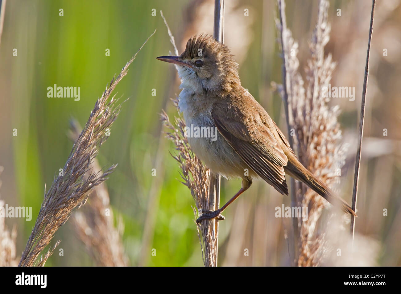 Australian Reed-Warbler perché sur un roseau. Banque D'Images