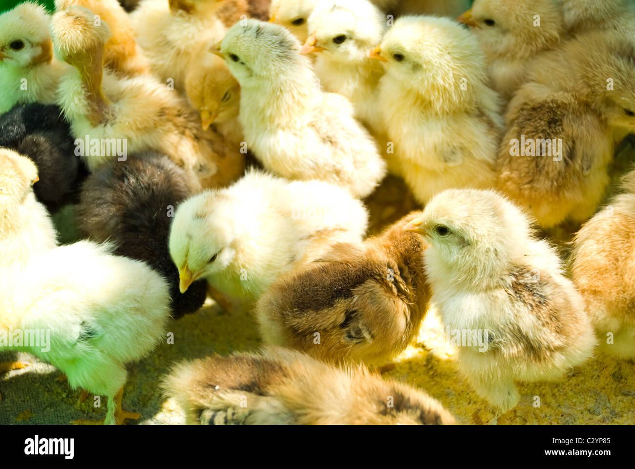 Close up de nombreux petits poulets dans le groupe permanent Banque D'Images Close up de nombreux petits poulets dans le groupe permanent Banque D'Images