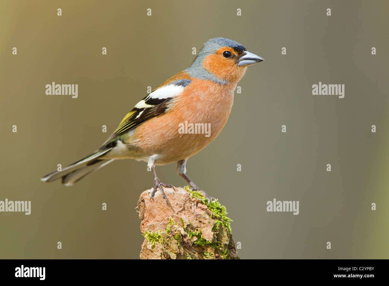 Chaffinch homme perché sur une souche moussue. Banque D'Images
