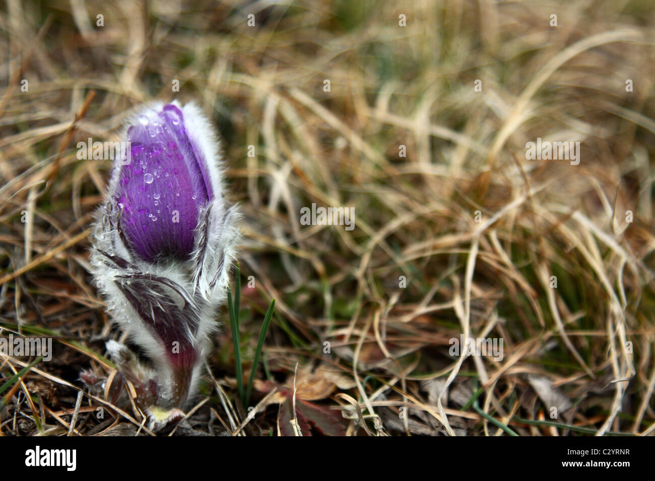 L'herbe à l'automne fleurs de mauve Banque D'Images