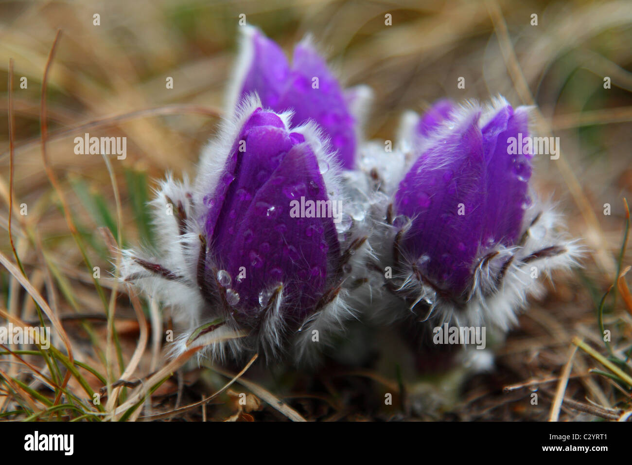 Fleurs violettes avec des gouttes de rosée. Profondeur de champ Banque D'Images