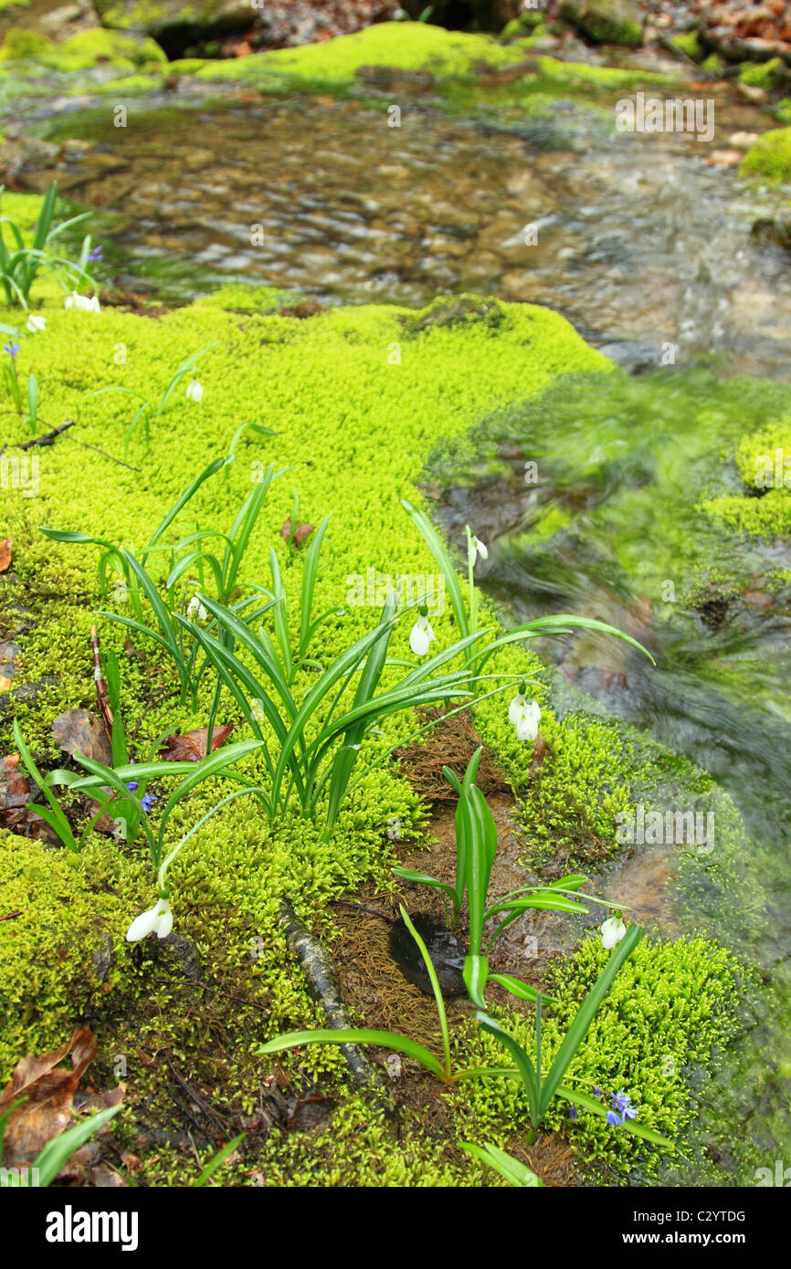 Perce-neige près de l'eau de montagne Banque D'Images