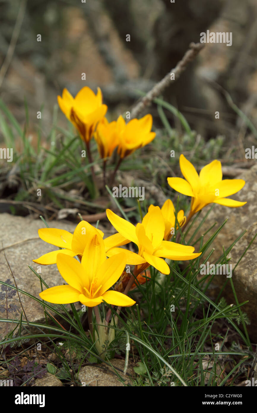 Blooming crocus jaune entre les roches Banque D'Images