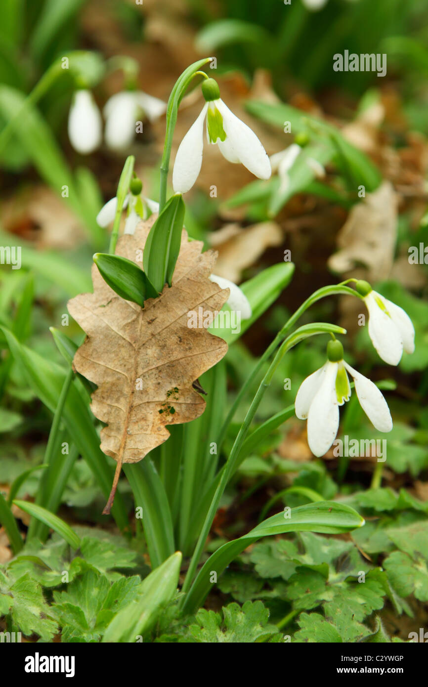 Fleurs de Printemps - perce-neige, poussé par le feuillage Banque D'Images