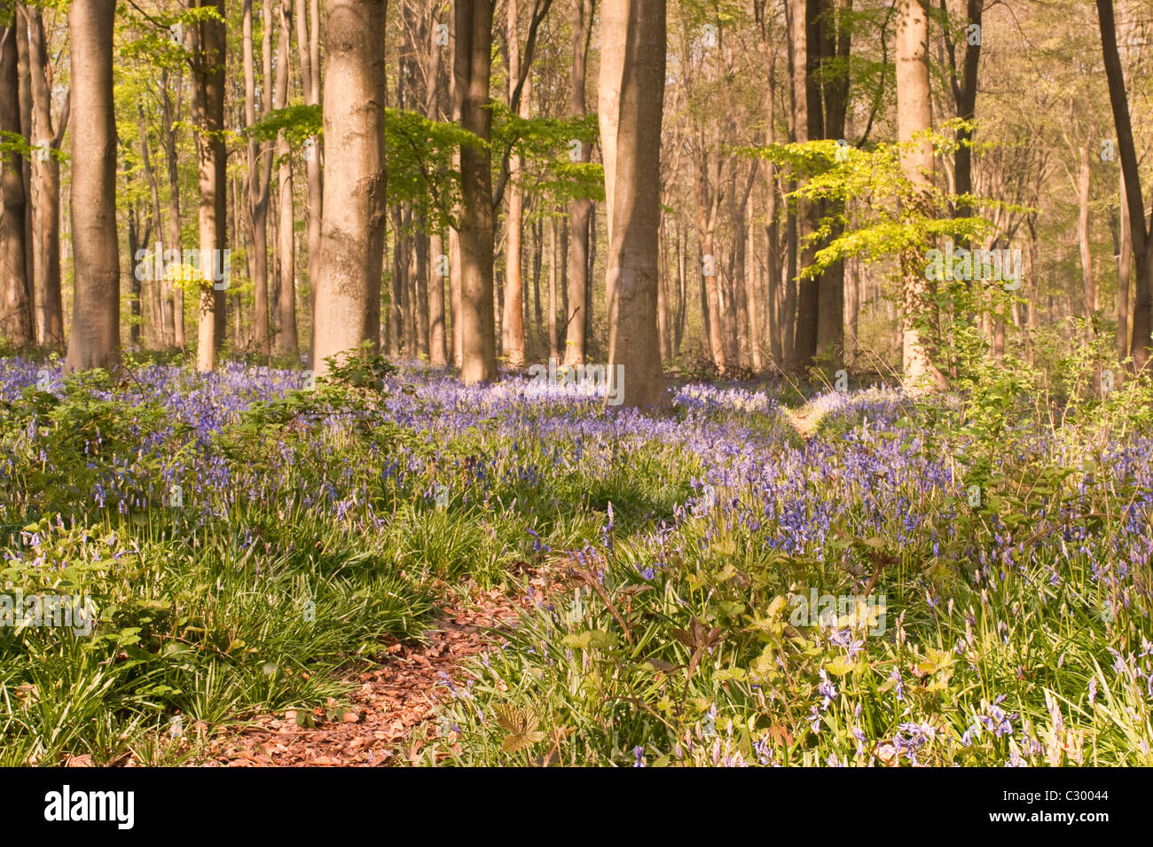 Une vue sur la forêt de hêtres dans un bois bluebell avec la lumière du soleil du matin. Banque D'Images