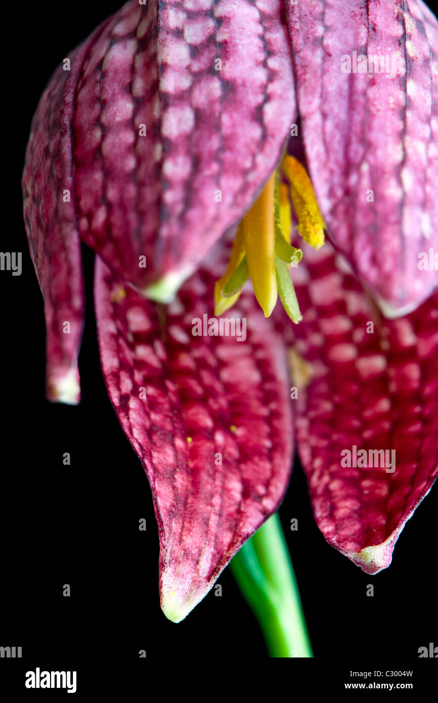 Tête de serpent Fritillary - Fritillaria meleagris- Banque D'Images