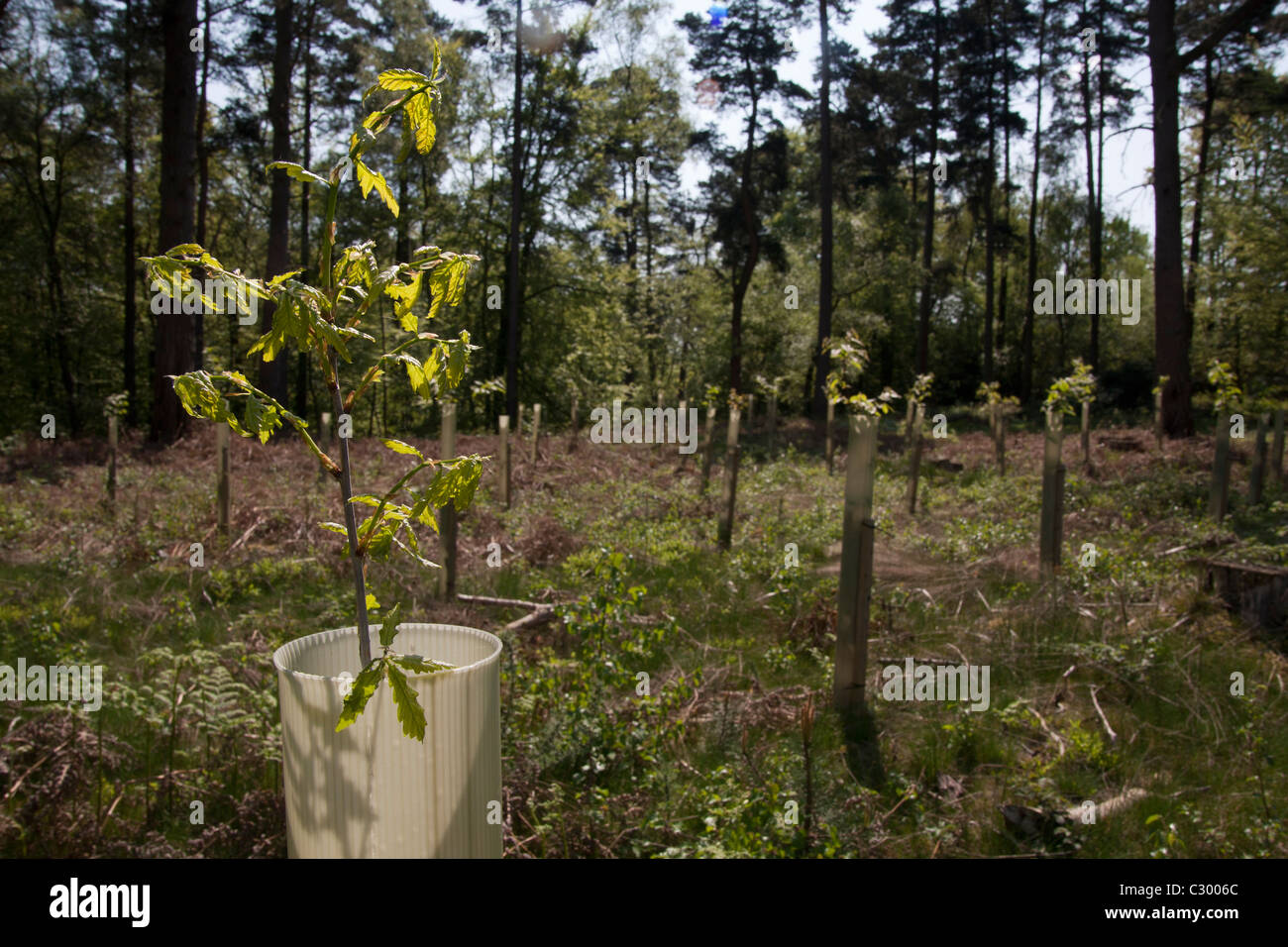 La plantation d'arbres, Ewhurst, collines du Surrey, Angleterre Banque D'Images