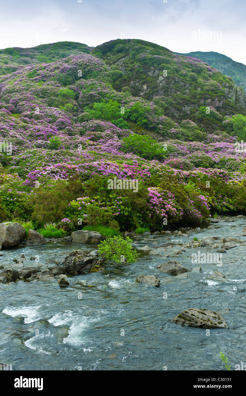 Les buissons de rhododendrons sur flanc de montagne à Hebog Moel, Gwynedd, Pays de Galles de Beddgelert Banque D'Images