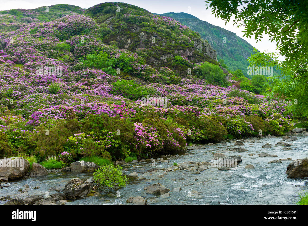 Les buissons de rhododendrons sur flanc de montagne à Hebog Moel, Gwynedd, Pays de Galles de Beddgelert Banque D'Images