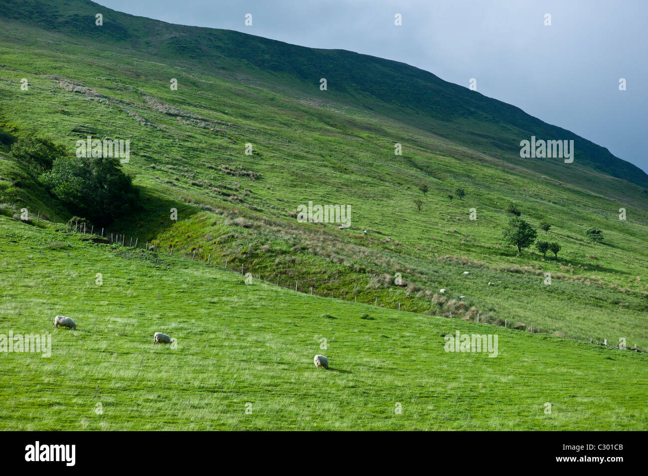 Moutons sur les pentes des montagnes de Tal-y-Llyn, Snowdonia, Gwynned, au Pays de Galles Banque D'Images