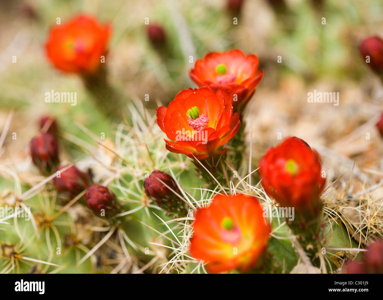 Monticule de Mojave cactus (Claret Cup) fleurit en printemps - désert de Mojave, Californie, USA Banque D'Images
