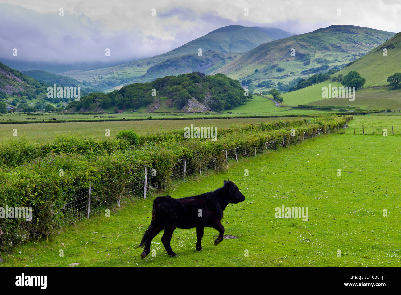 Vache en noir gallois meadow valley à Llanfihangel, Snowdonia, Gwynedd, Pays de Galles Banque D'Images