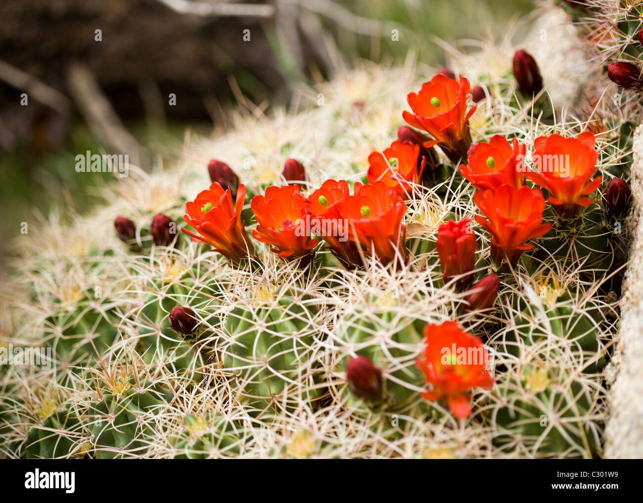 Monticule de Mojave cactus (Claret Cup) fleurit en printemps - désert de Mojave, Californie, USA Banque D'Images
