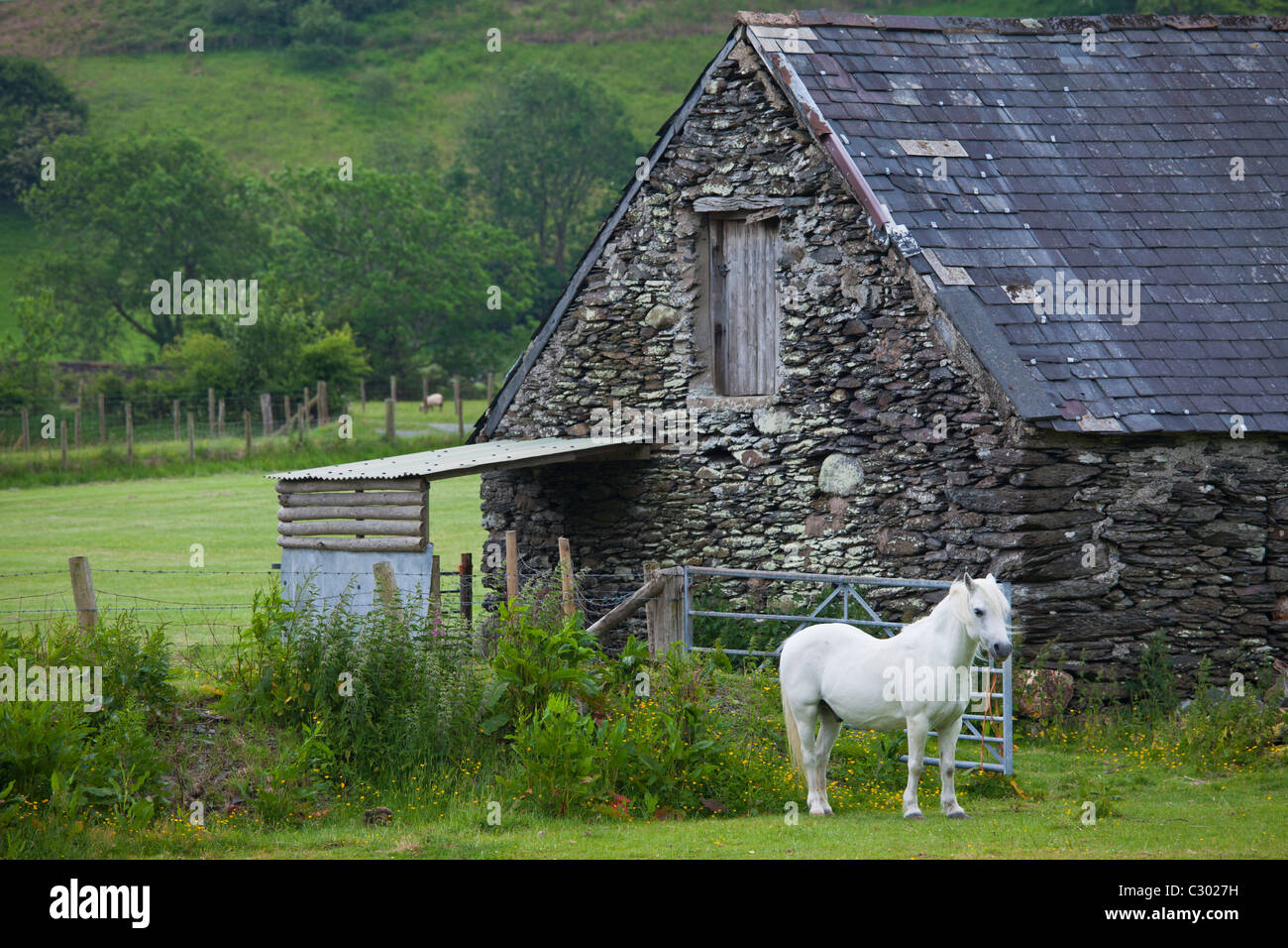En poney Welsh Welsh mountain typique paysage à Abergynolwyn de Snowdonia, Gwynedd, Pays de Galles Banque D'Images