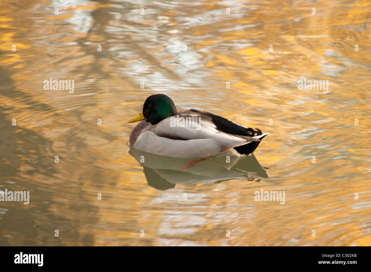 Nageant canard Banque D'Images