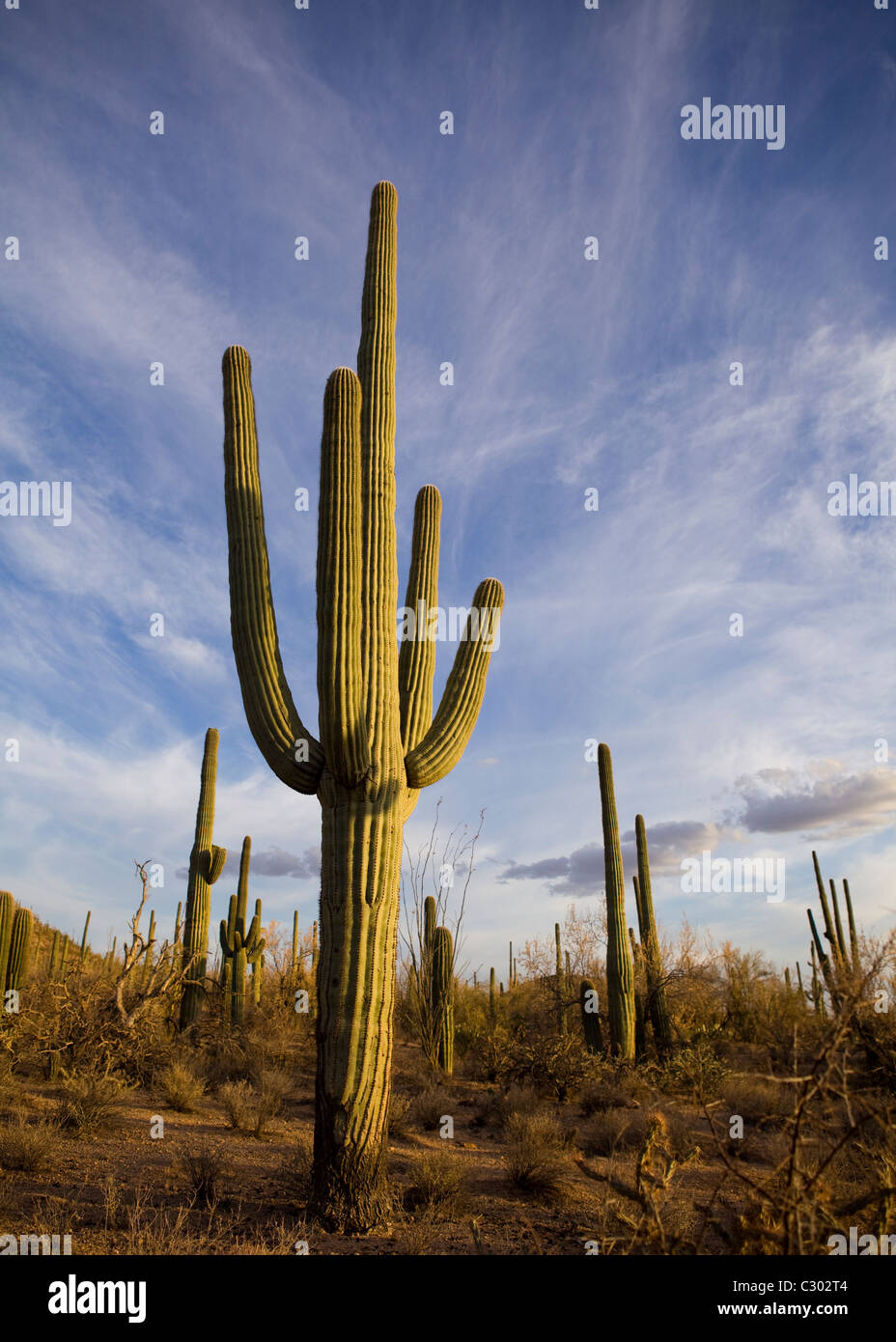 Saguaro cactus Saguaro National Park - champ, Arizona USA Banque D'Images