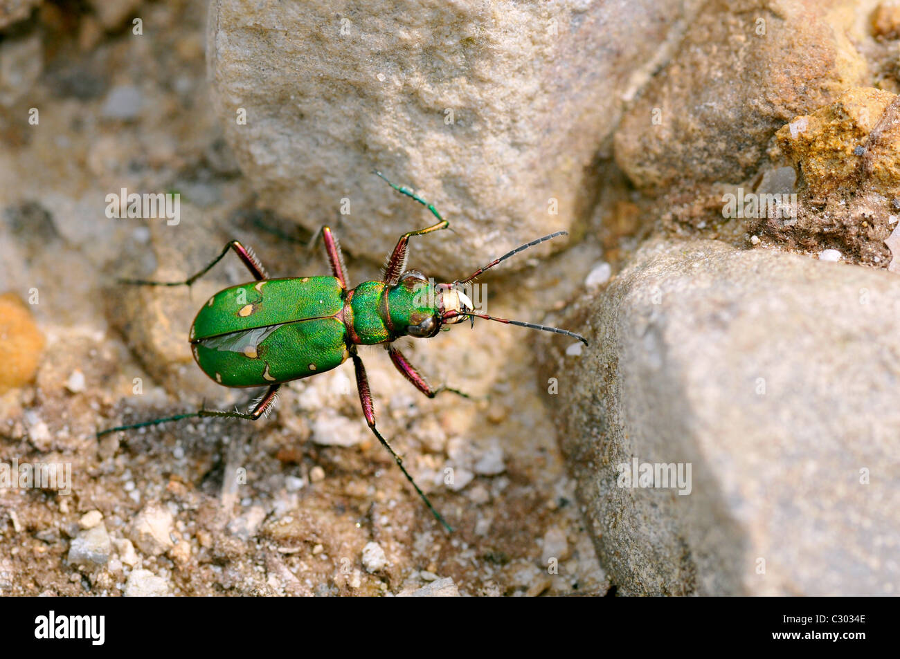 Green Tiger Beetle Macro (Cicindela campestris) sur des cailloux vu sur le dessus Banque D'Images