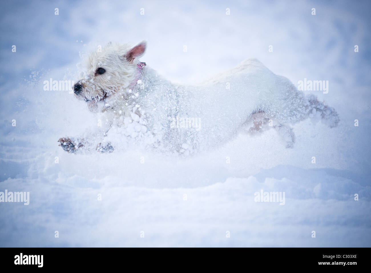 West Highland White Terrier en marche dans la neige. Banque D'Images