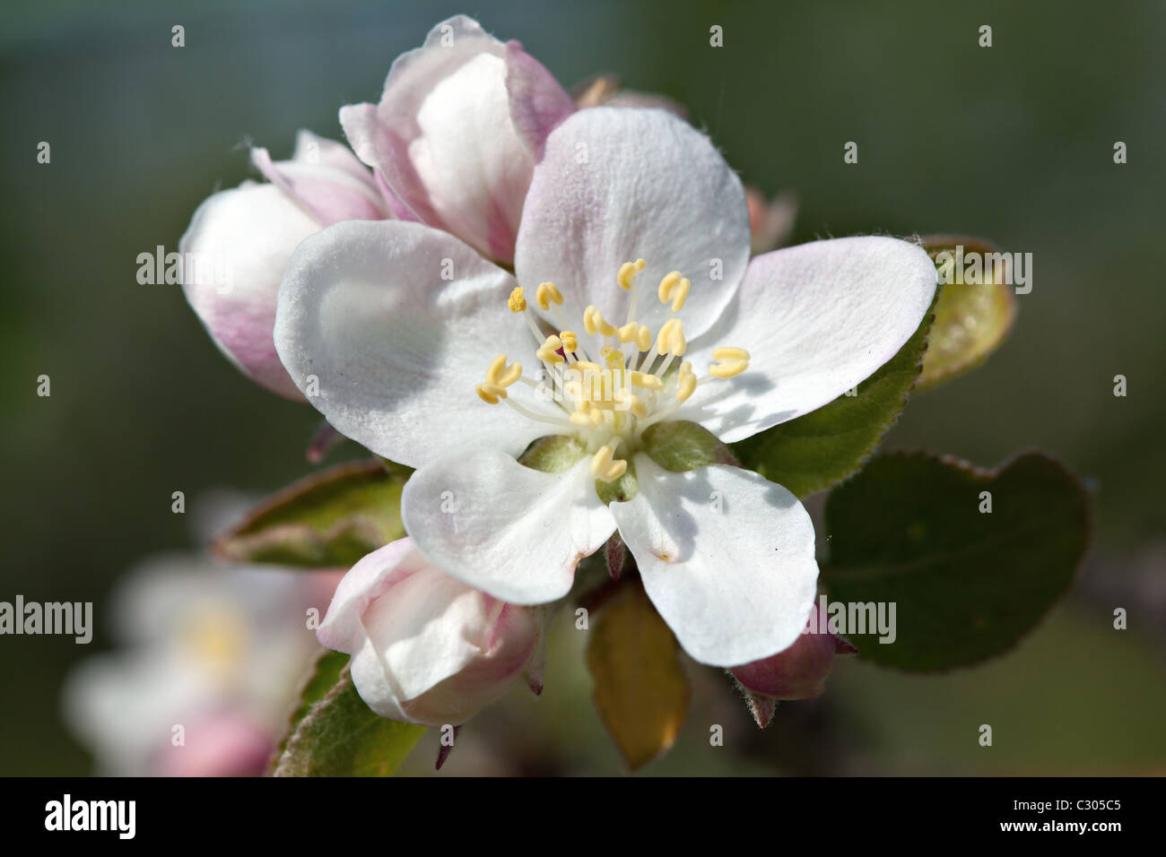 Printemps fleur de cerisier,6 peu profondes. Banque D'Images