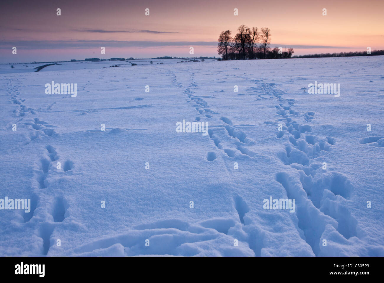 Des pistes d'animaux à travers le champ de neige scène traditionnelle dans les Cotswolds, Swinbrook, Oxfordshire, Royaume-Uni Banque D'Images