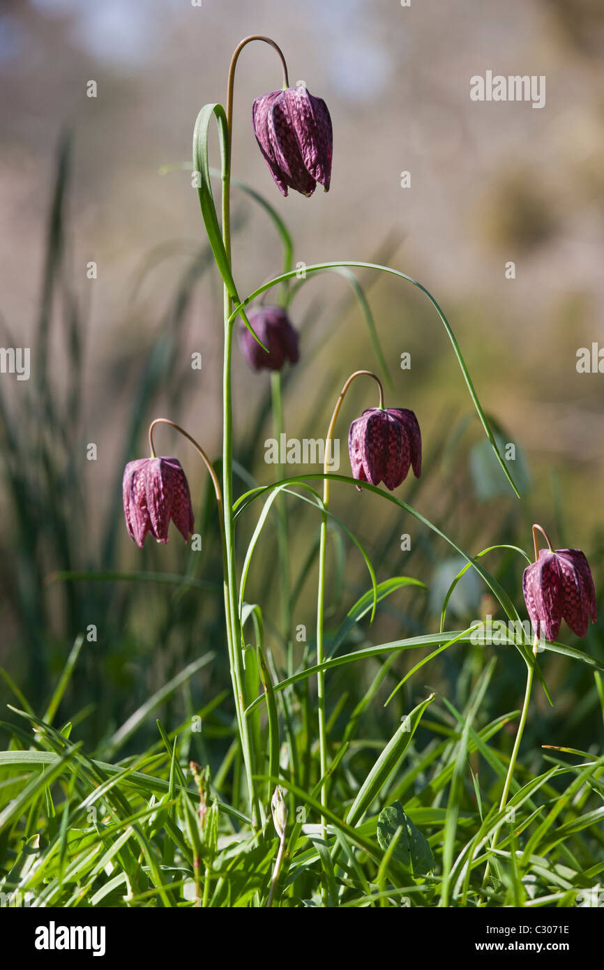 Snakeshead fritillary printemps et l'été dans un jardin de fleurs vivaces à Cornwall, England, UK Banque D'Images