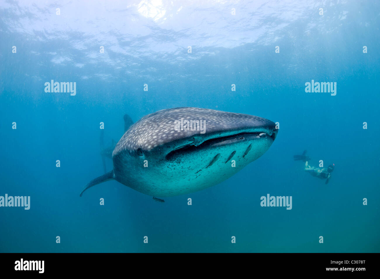 Freediver et requin-baleine, Afrique du Sud Banque D'Images