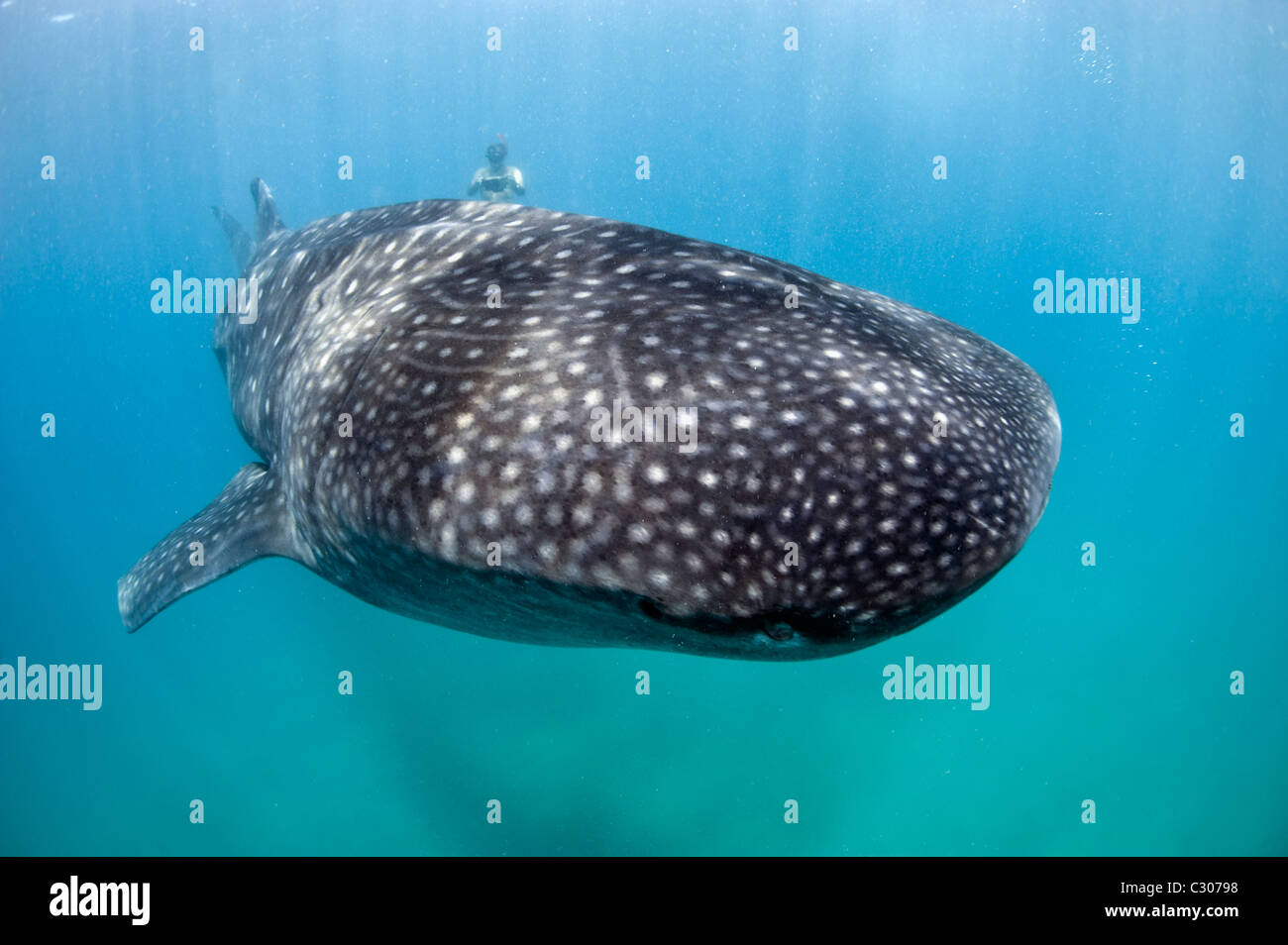Freediver et requin-baleine, Afrique du Sud Banque D'Images