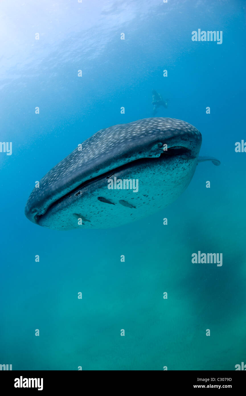 Freediver et requin-baleine, Afrique du Sud Banque D'Images