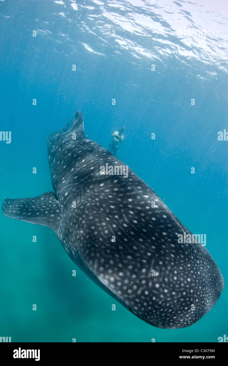 Freediver et requin-baleine, Afrique du Sud Banque D'Images