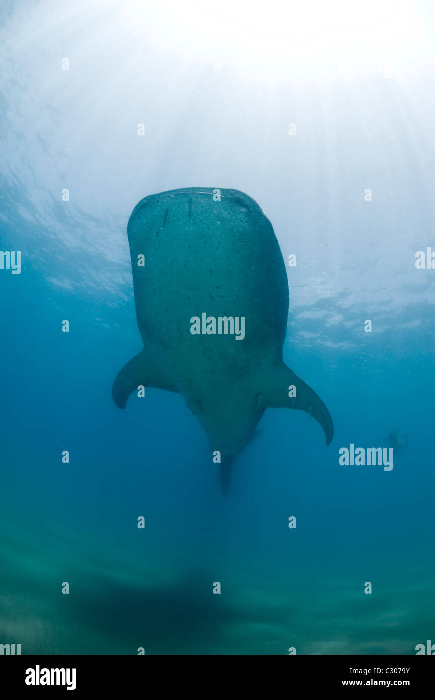 Freediver et requin-baleine, Afrique du Sud Banque D'Images