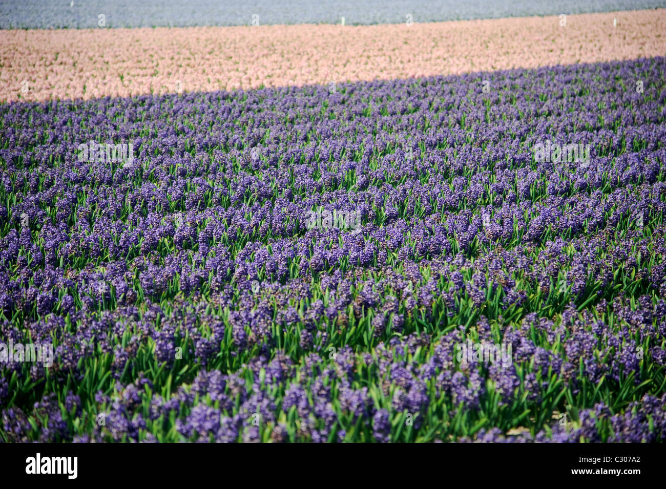 Champ coloré avec des rangées de fleurs roses et mauves dans les Pays-Bas Banque D'Images