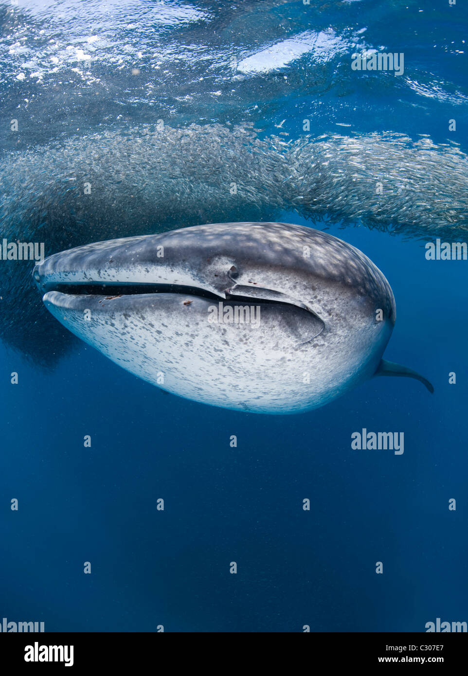 Requin-baleine (Rhincodon typus) se nourrissant de baitball de silversides Banque D'Images