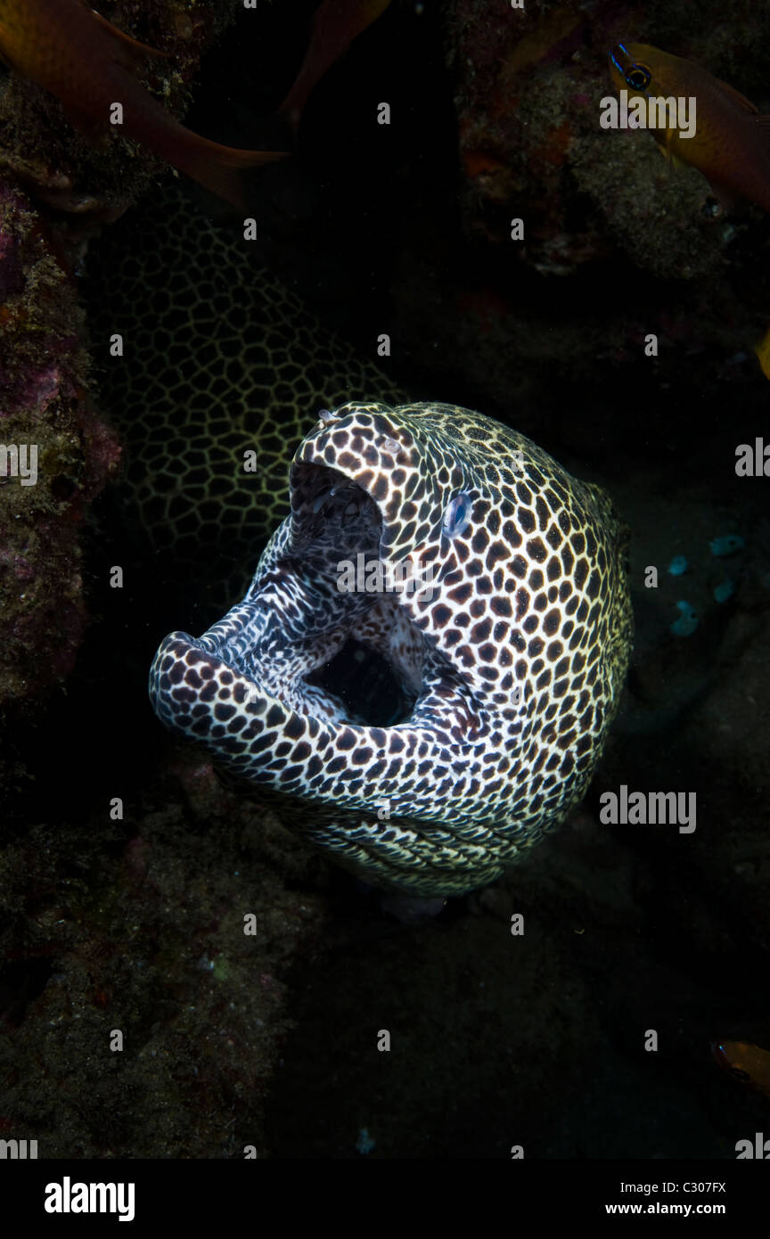 Morey, nid d'anguille de Sodwana Bay, Afrique du Sud, de l'Océan Indien Banque D'Images