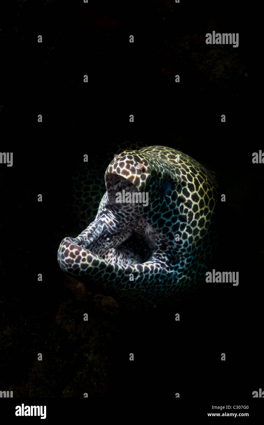 Morey, nid d'anguille de Sodwana Bay, Afrique du Sud, de l'Océan Indien Banque D'Images