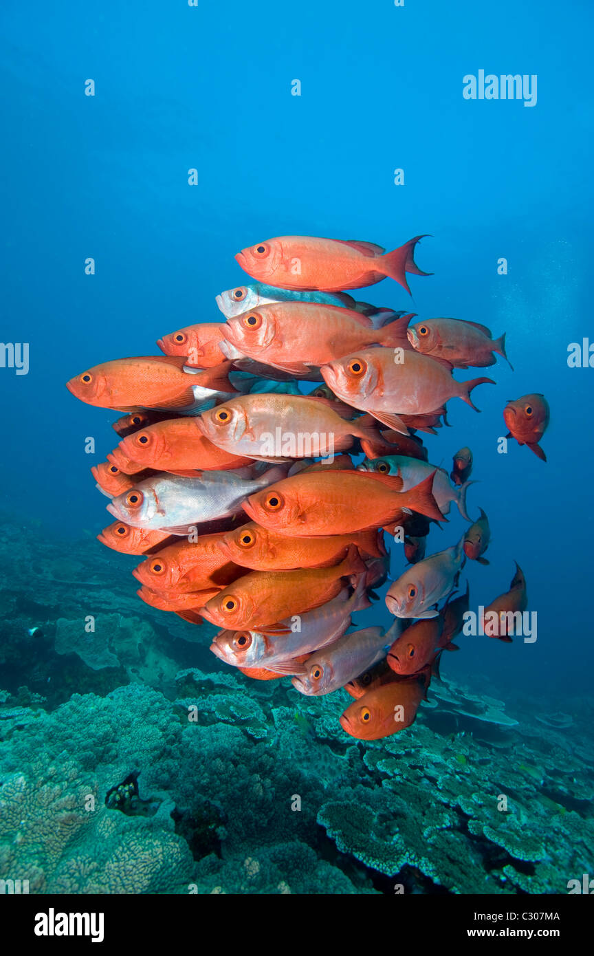Big-scolarisation ou de l'œil l'œil de verre, vivaneau Heteropriacanthus cruentatus, la baie de Sodwana, Afrique du Sud, de l'Océan Indien Banque D'Images