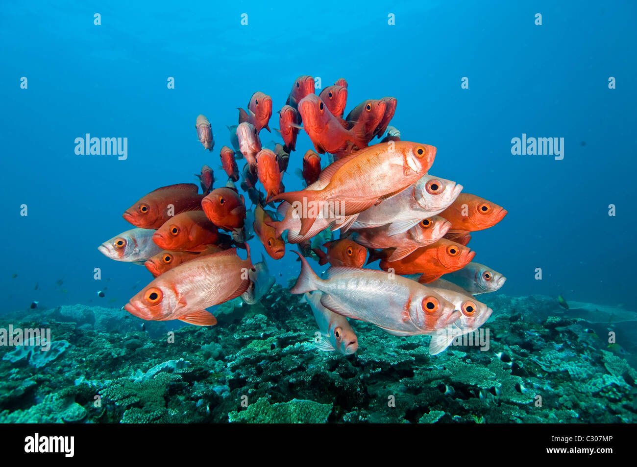 Big-scolarisation ou de l'œil l'œil de verre, vivaneau Heteropriacanthus cruentatus, la baie de Sodwana, Afrique du Sud, de l'Océan Indien Banque D'Images
