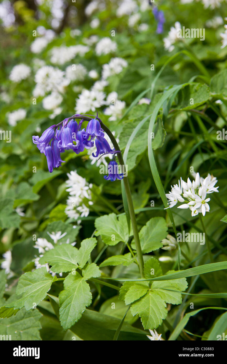 Ramsons ail sauvage, Allium ursinum avec bluebell en haie sauvage, Cornwall, England, UK Banque D'Images