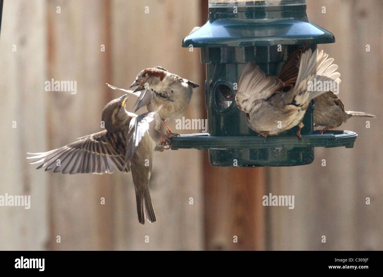 Les oiseaux, passereaux, hiver, graines d'oiseaux, la concurrence Banque D'Images