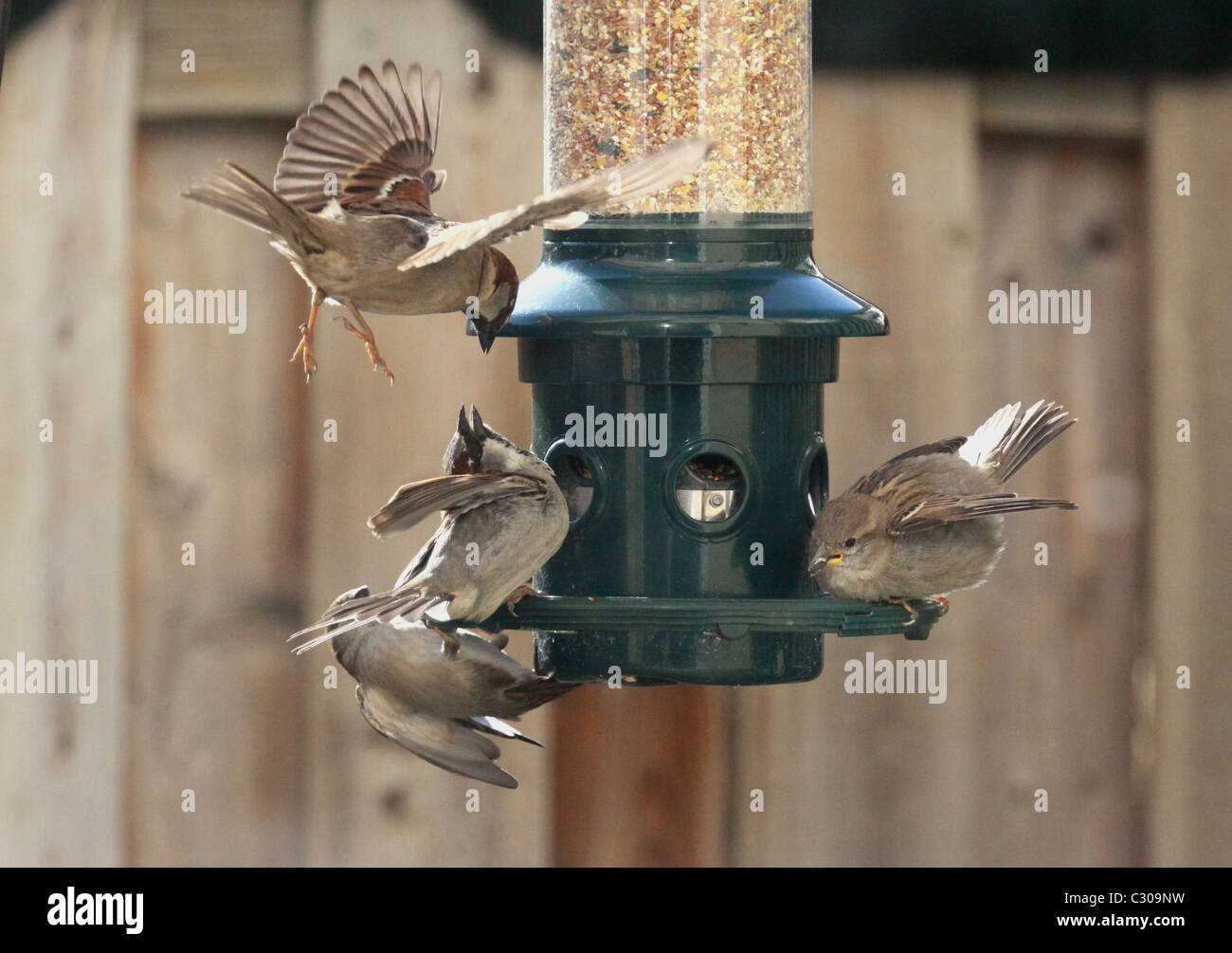 Les oiseaux, passereaux, hiver, graines d'oiseaux, la concurrence Banque D'Images