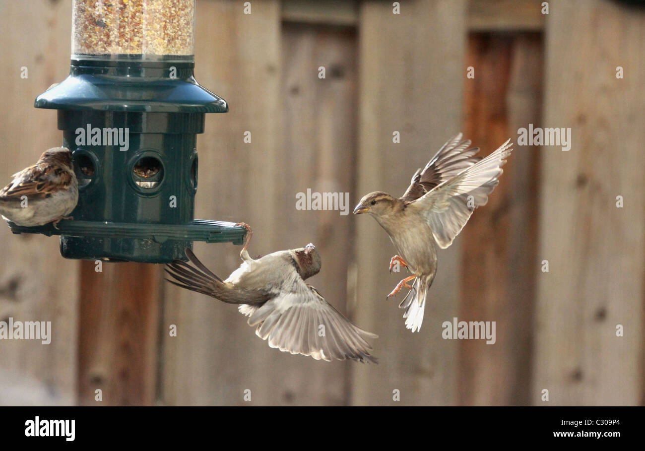 Les oiseaux, passereaux, hiver, graines d'oiseaux, la concurrence Banque D'Images