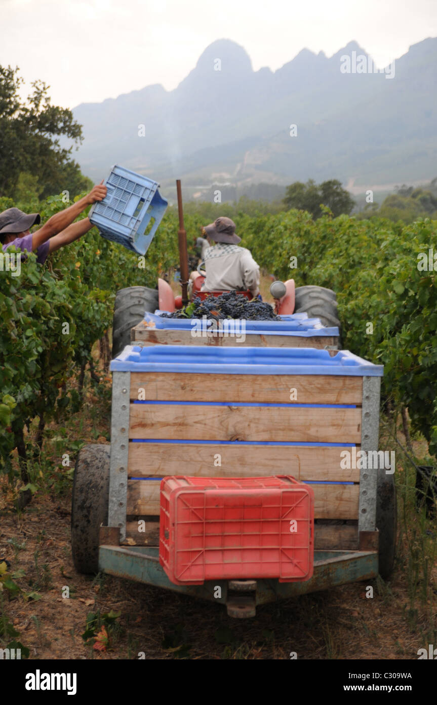 Rassemblement de raisin au vignoble à Stellenbosch Banque D'Images