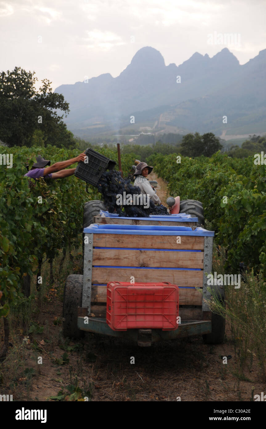 Rassemblement de raisin au vignoble à Stellenbosch Banque D'Images