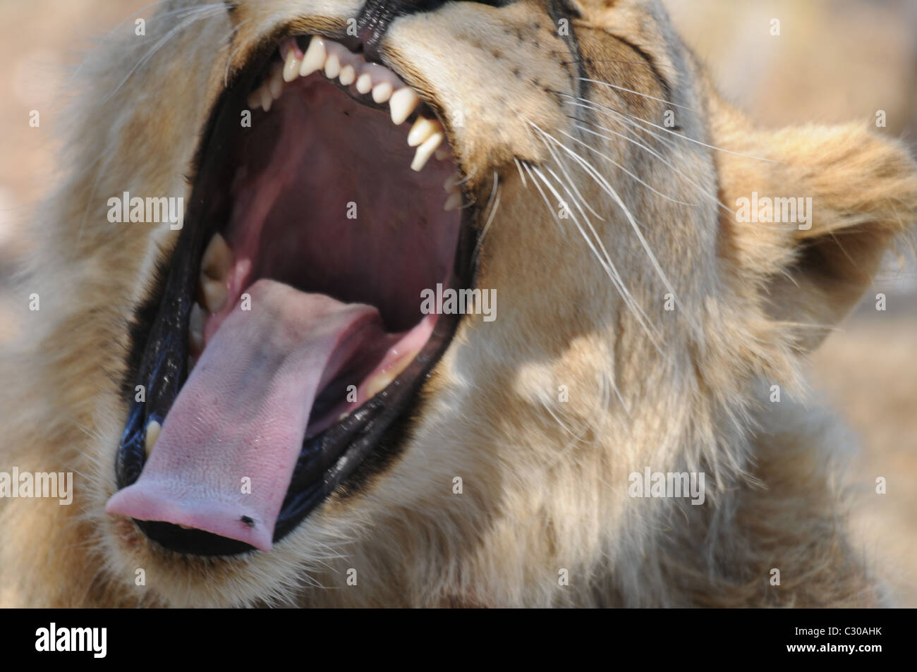 Portrait d'un jeune lion, lion avec sa bouche ouverte Banque D'Images