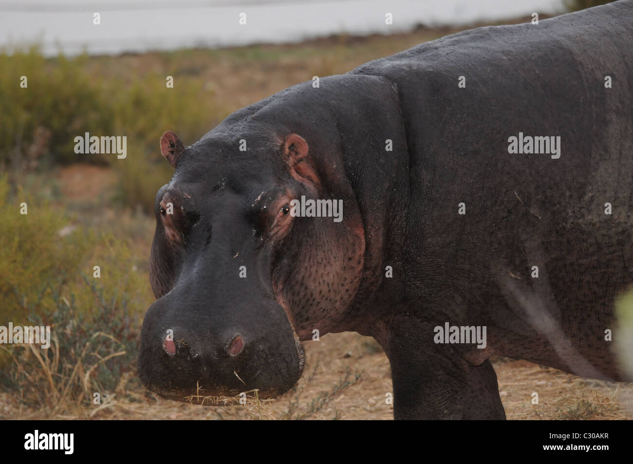 Hippo sur terre, pâturage hippo Banque D'Images