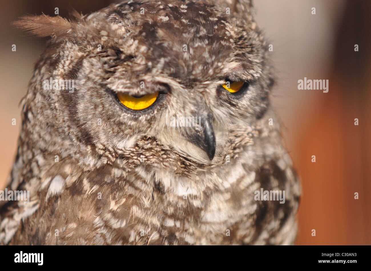 Portrait d'un hibou, close-up d'un hibou Banque D'Images