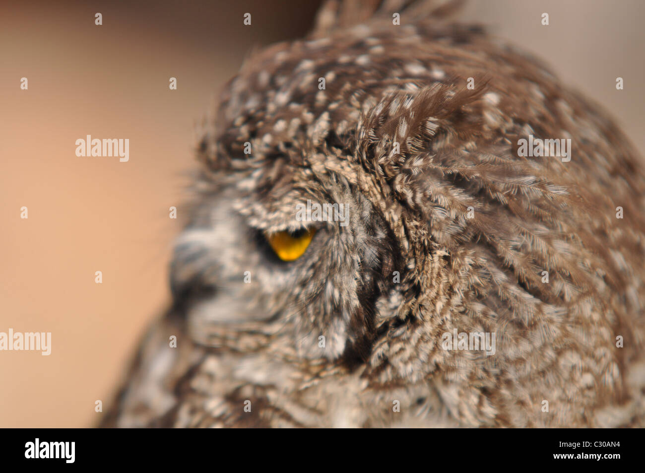 Portrait d'un hibou, close-up d'un hibou Banque D'Images