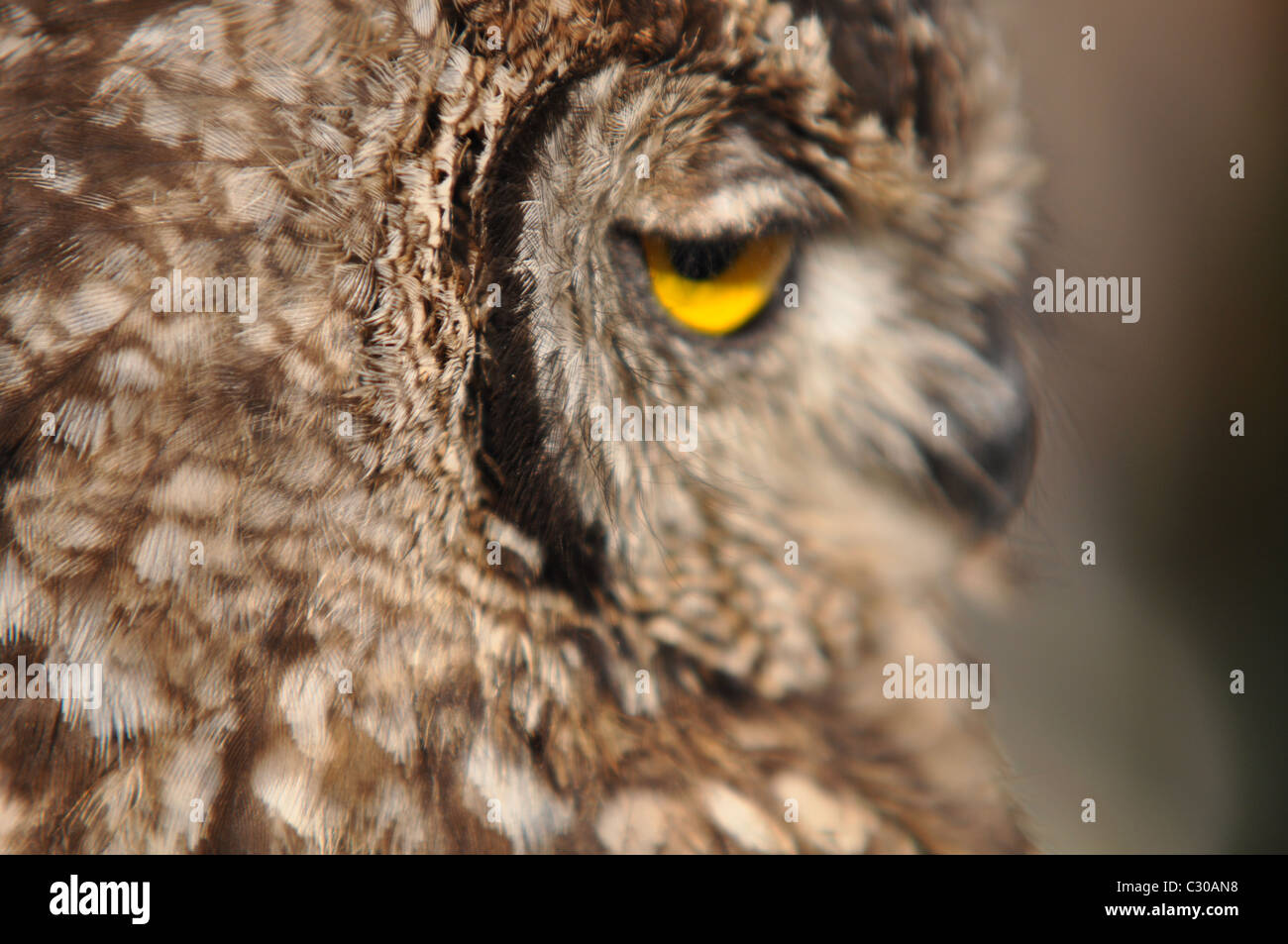 Portrait d'un hibou, close-up d'un hibou Banque D'Images