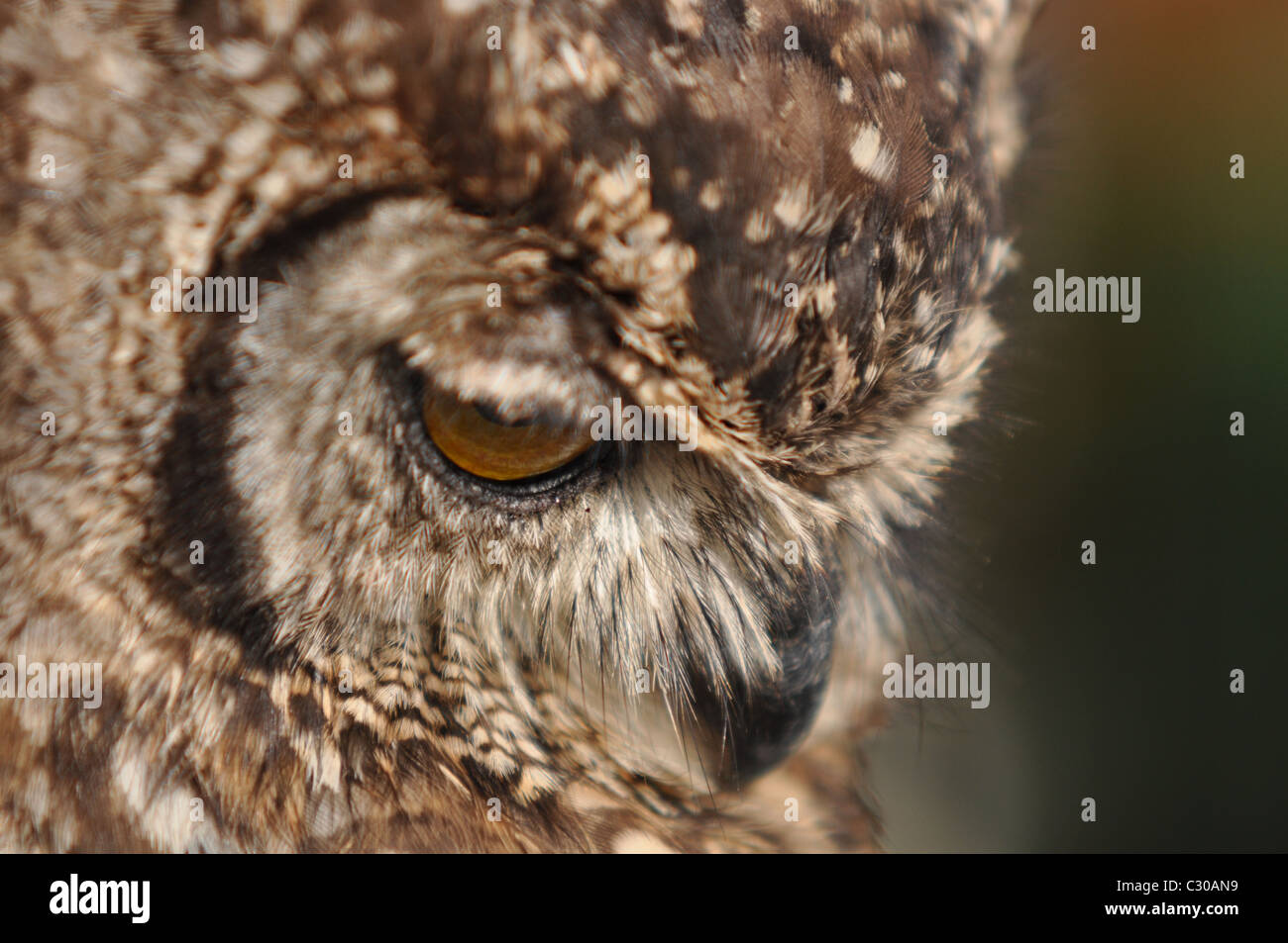 Portrait d'un hibou, close-up d'un hibou Banque D'Images