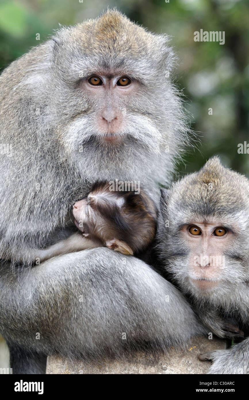 Long-tailed macaque, Macaca fascicularis, trois singes, l'Indonésie, Mars 2011 Banque D'Images