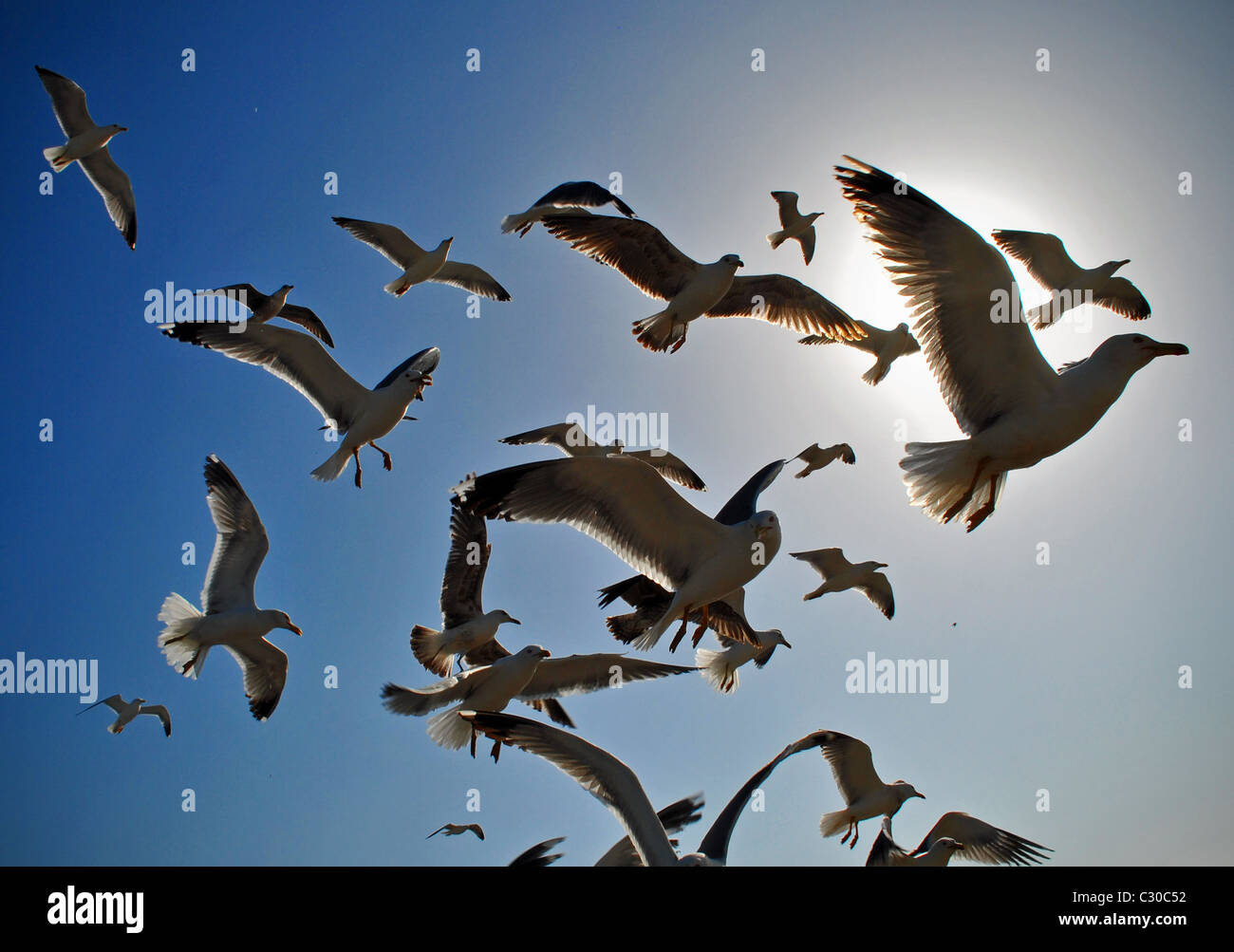 Vol D'oiseau En Groupe Signification Spirituelle Groupe d'oiseaux en vol Banque de photographies et d’images à haute